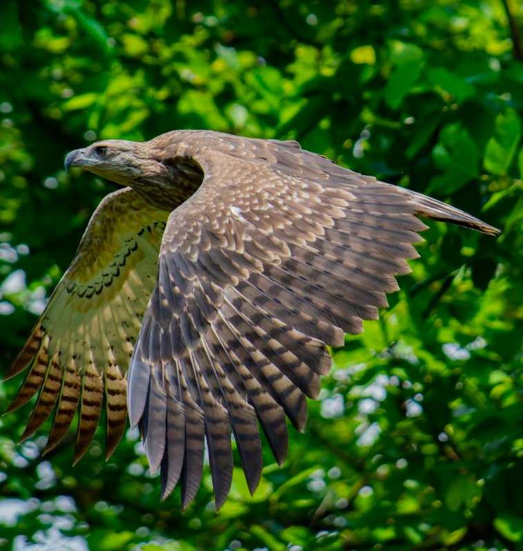 Young Eagle