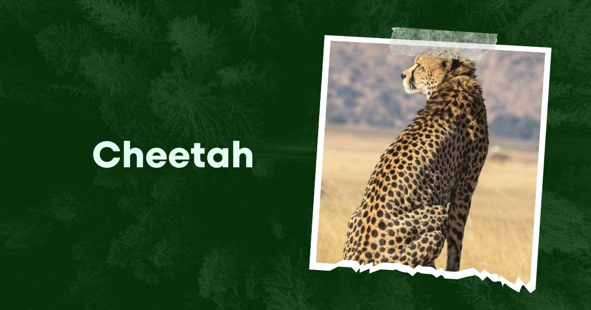 Cheetah