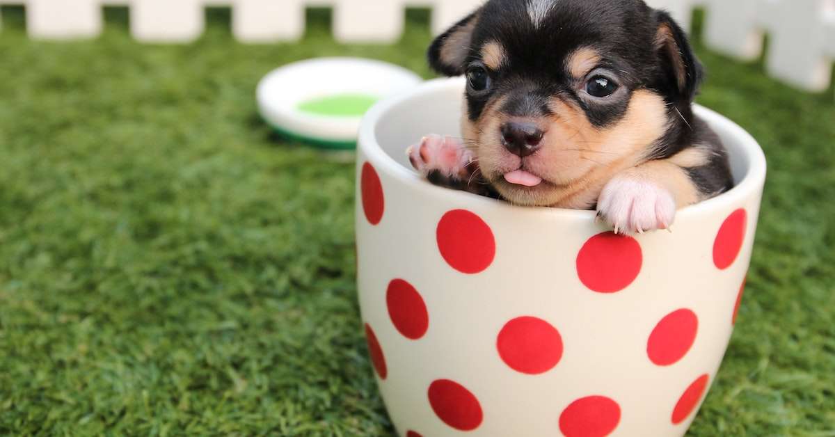 Hello Baby Animals