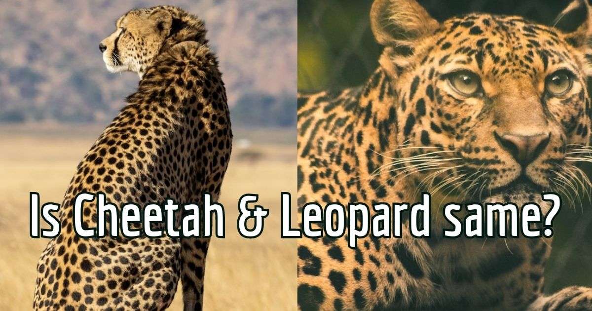 Is Cheetah and Leopard same