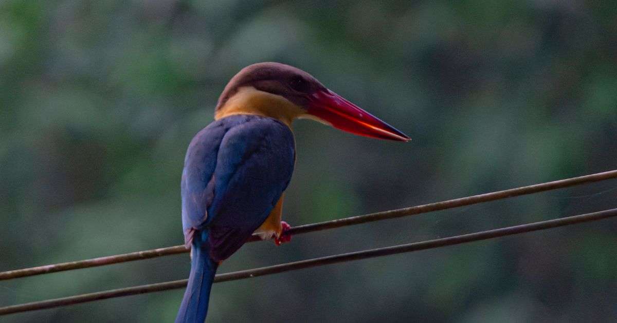 Stork Billed