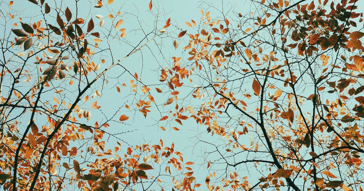 The Flower of Teak Tree