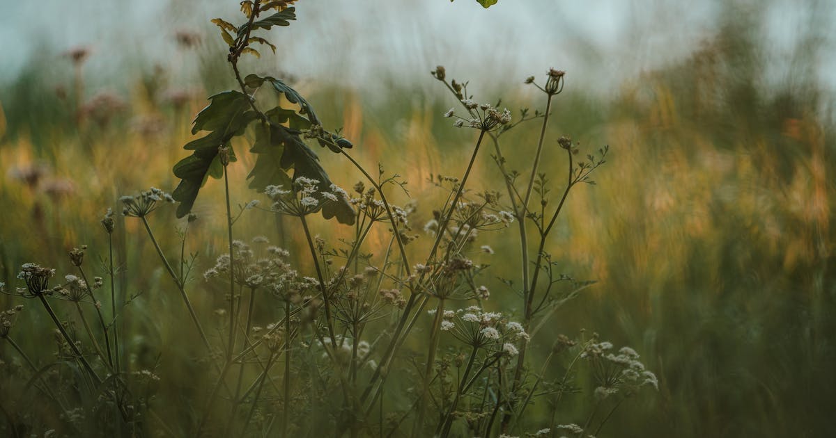 Nature of Bengali Poetry